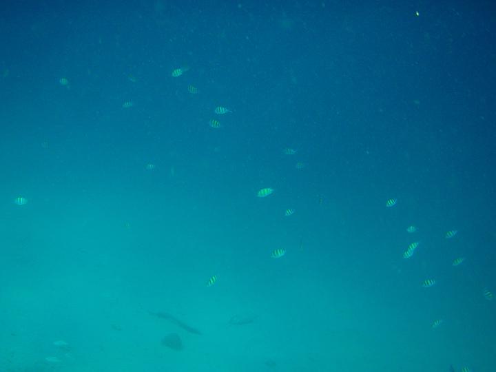 Anaconda hp 154.jpg